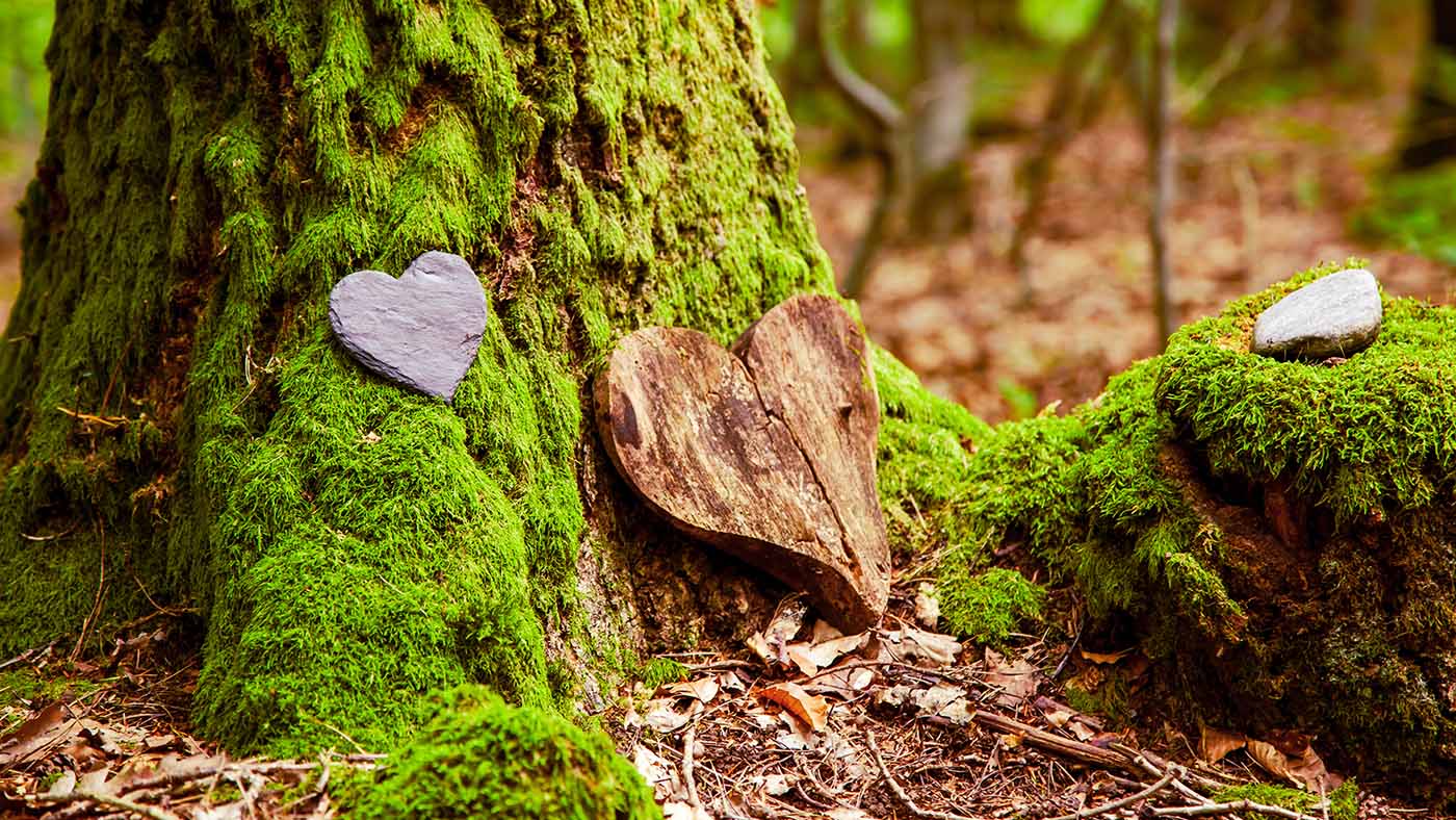 Albero ricoperto di muschio con un cuore di legno intagliato appoggiato ad esso in memoria di una persona deceduta.